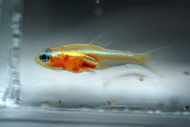 Cardinal tetra