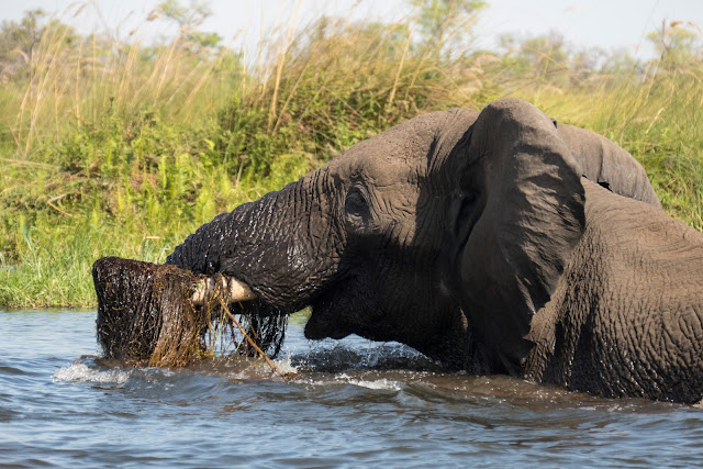 Botswana et Zimbabwe en octobre BotsZim_Oct2015_084