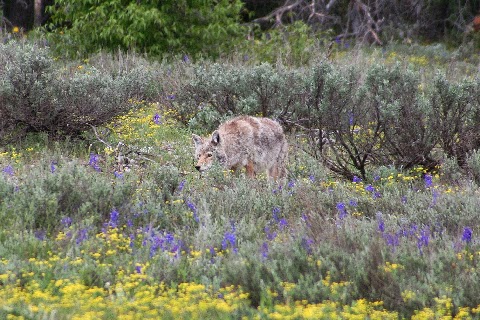 NUESTRO VIAJE AL PLEISTOCENO: YELLOWSTONE Y GRAND TETON - Blogs de USA - GRAND TETON NATIONAL PARK (2)