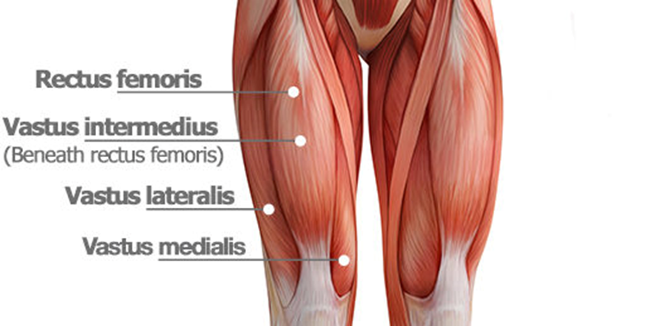 Muscles Worked Quadriceps