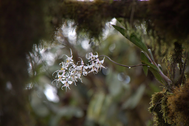 Odontoglossum cirrhosum IMG_4035