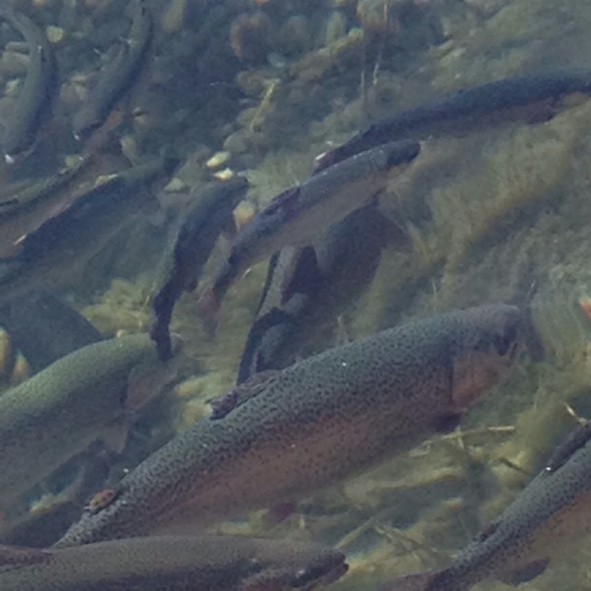 Cutthroat trout