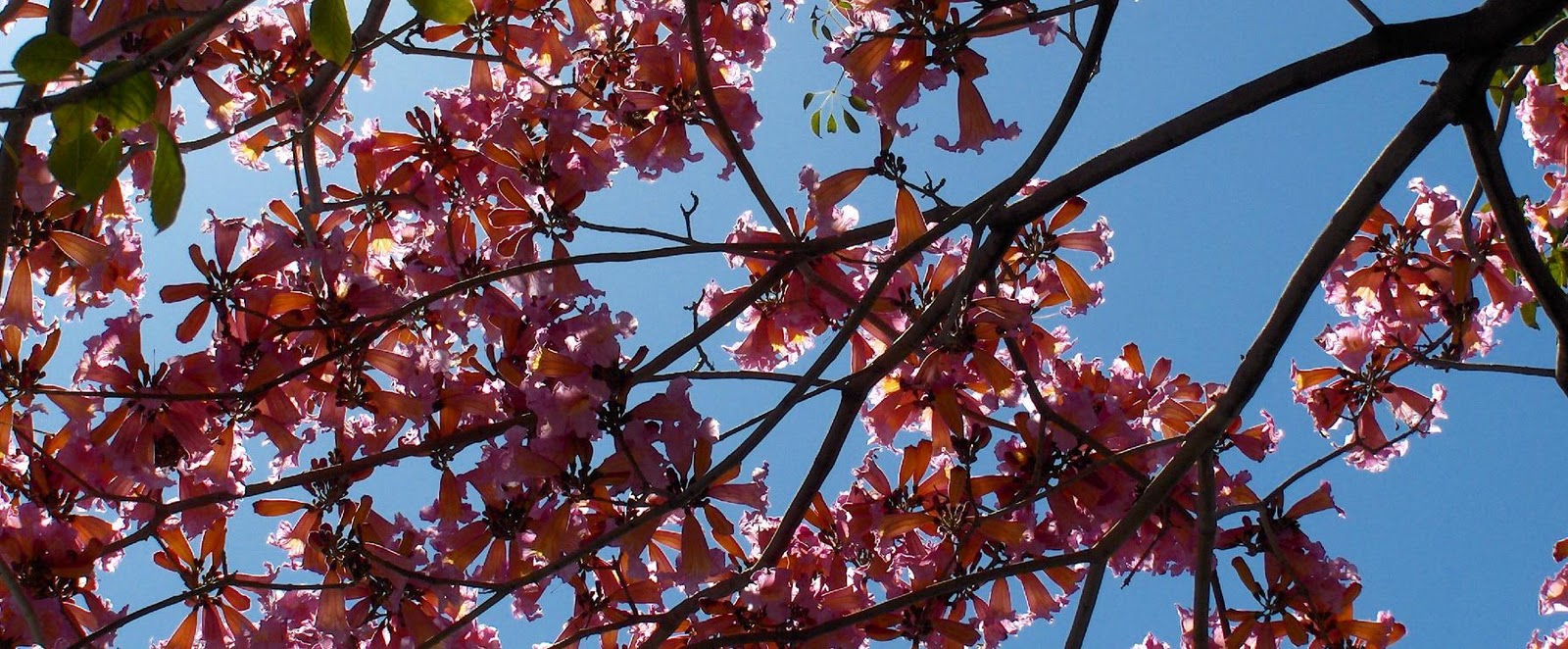 amazing blooming trees,