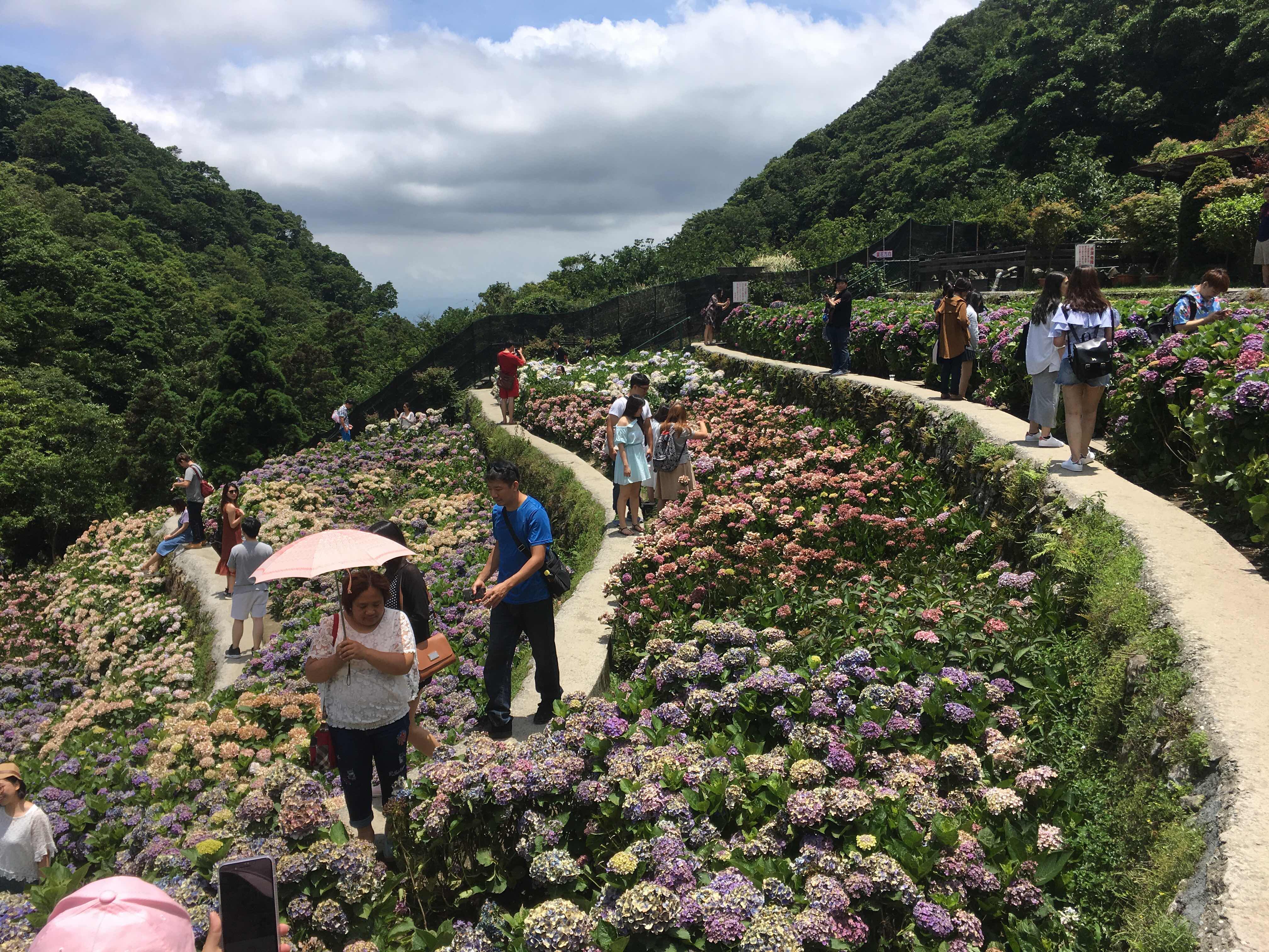 yang ming shan, hydrangea farm, zhuzihu, new Taipei, Taiwan