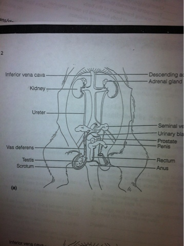 My Labs!: Rat Dissection - 9/10/2012