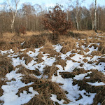 Forêt régionale du Gros Bois