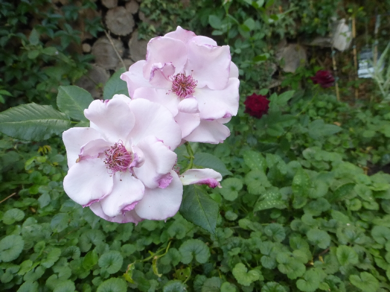 [Bild: P1510130.JPG]