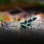 Green-and-Black Poison Dart Frog