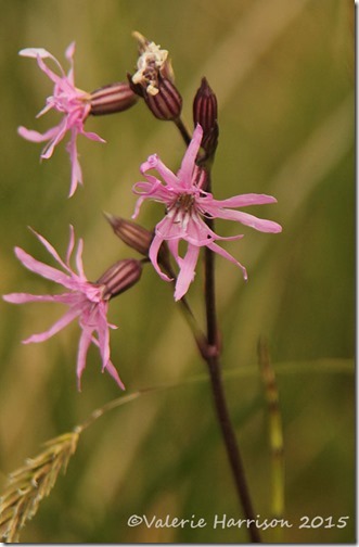 29-Ragged-Robin