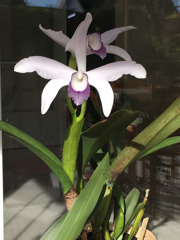 Cattleya (Laelia) perrinii f. coerulea Image