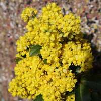 Moltitudine gialla di 