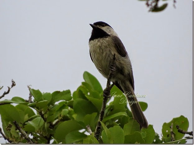 Carolina_Chickadee1