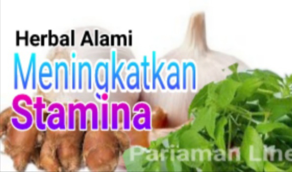 HERBAL ALAMI YANG BERMANFAAT UNTUK MENINGKATKAN STAMINA