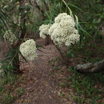 Flowers over track (108118)