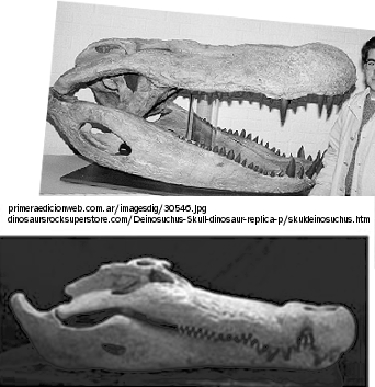 Deinosuchus riograndensis skull cast