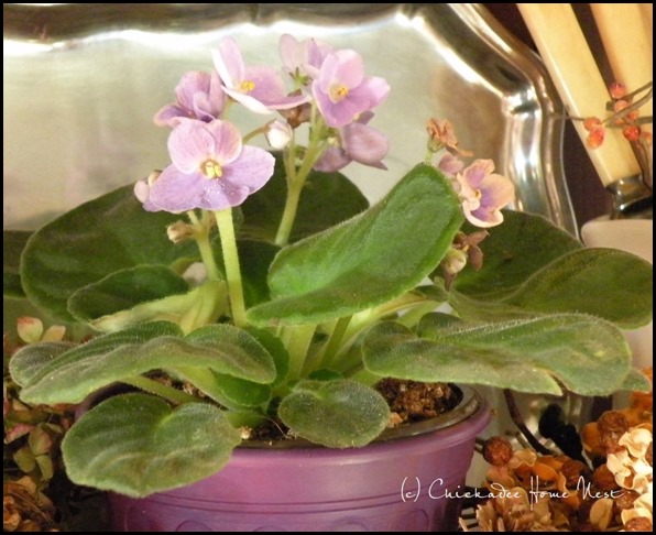 Fall china cabinet styling, African violets at Chickadee Home Nest