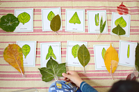 Our Leaf Shapes Study