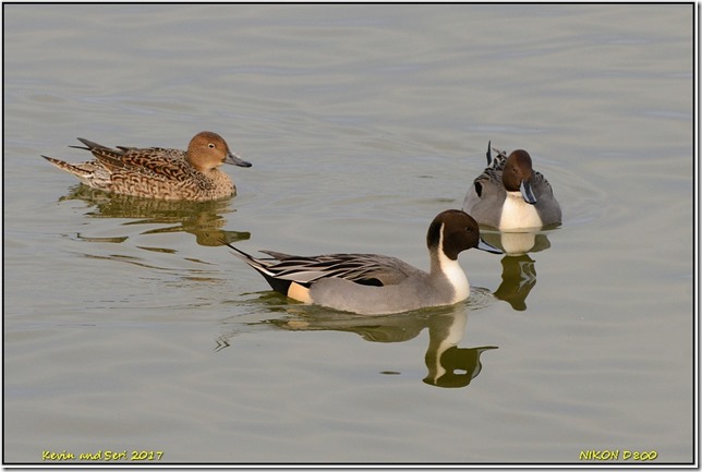 Slimbridge WWT - December