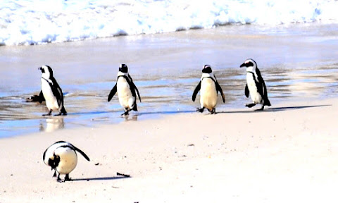 ペンギンの集団を探そう