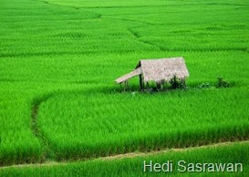 ekosistem sawah