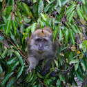 Crab-eating macaque