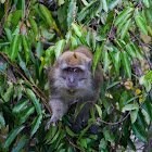 Crab-eating macaque