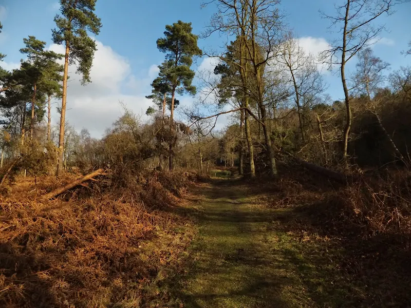 Woodland walks