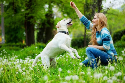 dog-training photo:dog training marietta ga 