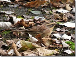 Siberian Accentor