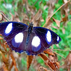 Danaid eggfly