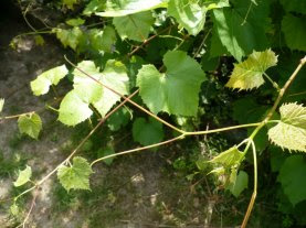 Winorośl właściwa wąsy czepne Vitis vinifera leaf