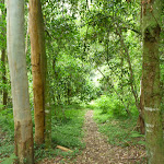 Forest at Stringy Bark Point (369019)