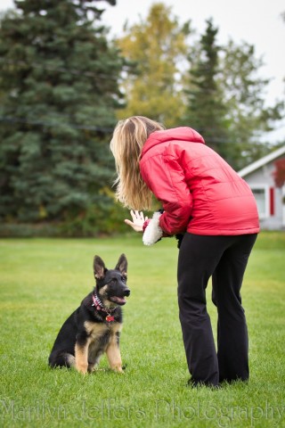 dog-training photo:dog tr 