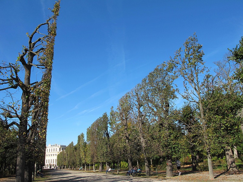 schönbrunn-palace-trimmed-trees-11