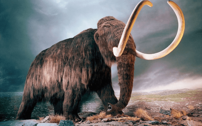 US$ 15 milhões para trazer à vida um mamute extinto há 10 mil anos.