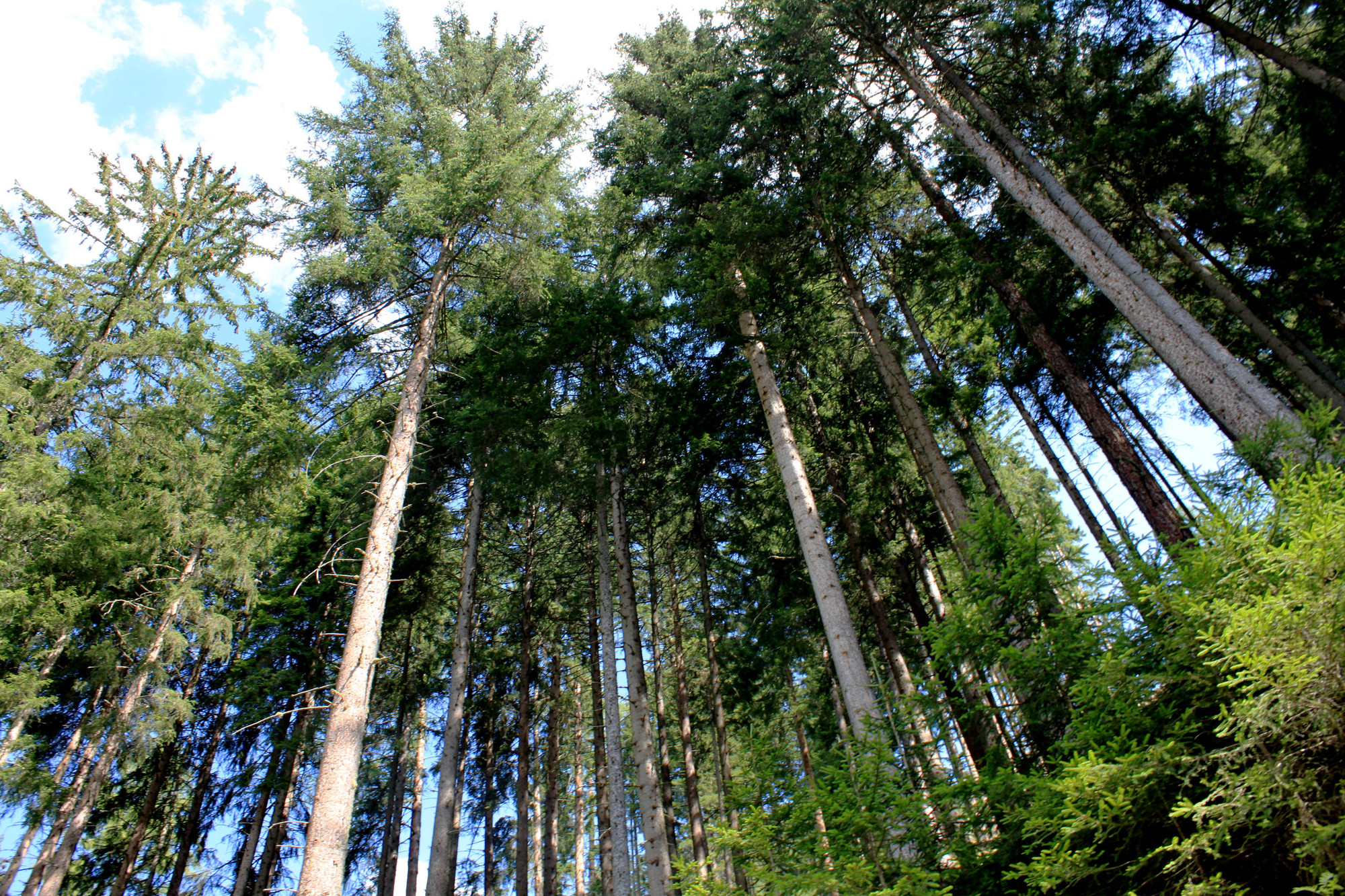 Passeggiando nel bosco di bumbe83