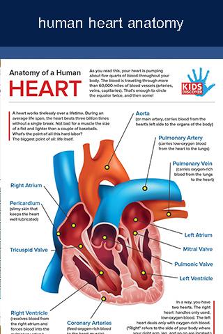 Human Heart Anatomy