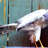 Northern Harrier