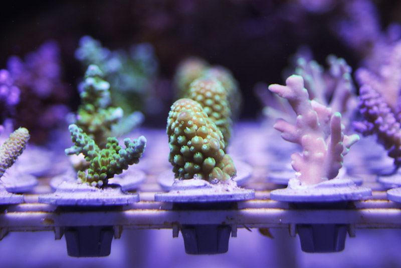 coral20110527-02.jpg