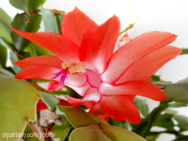 Christmas Cactus Flower Photo By Aquariann