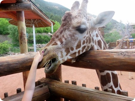 Feeding the Giraffes at Cheyenne Mountain Zoo