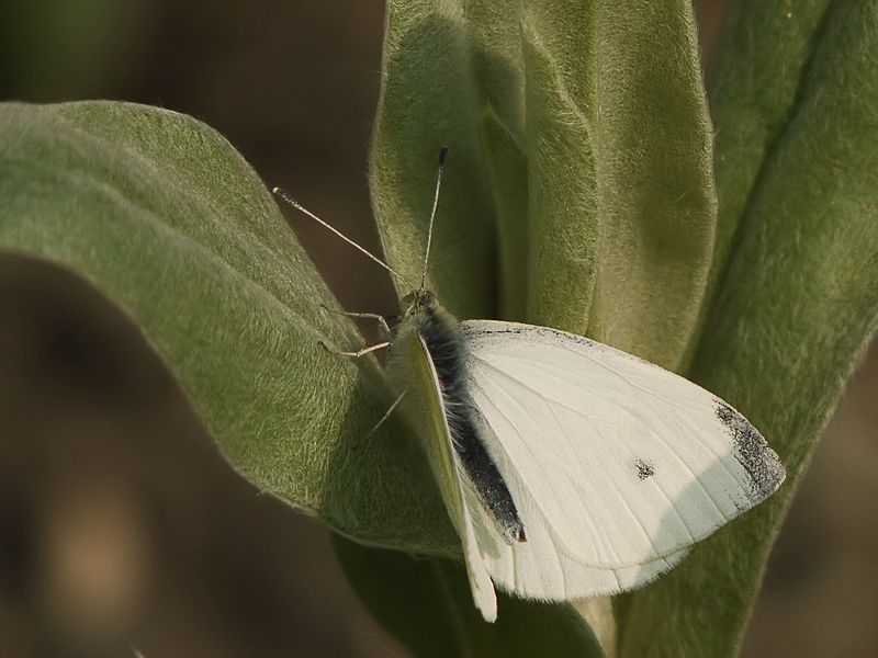 Visite du pap' G1180344