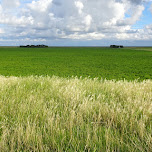 does it get any greener on Texel? in Texel, Netherlands 