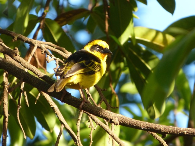 A weaver bird, one of fifty kinds. They are amazing, the male builds many nests and the female picks the best one, the other nests are  to distract predators, so many nests make it hard to find which one is lived in! . From Want to go on Safari in Tanzania? Read this first...