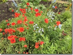 Orwell flowers at Fort Ti