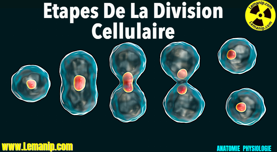 la division cellulaire