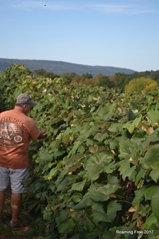 Picking grapes