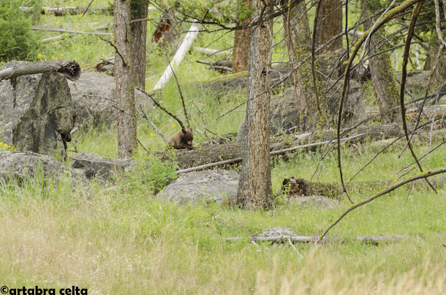 FAUNA Y ZONAS MÁS SALVAJES DE YELLOWSTONE N.P. (USA), Naturaleza-USA (21)