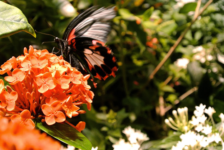 At the Butterfly Pavilion at the Smithsonian National Museum of Natural History