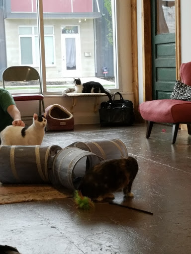 Coffee Shop «Nine Lives Cat Café», reviews and photos, 1315 Shelby St #1, Indianapolis, IN 46203, USA